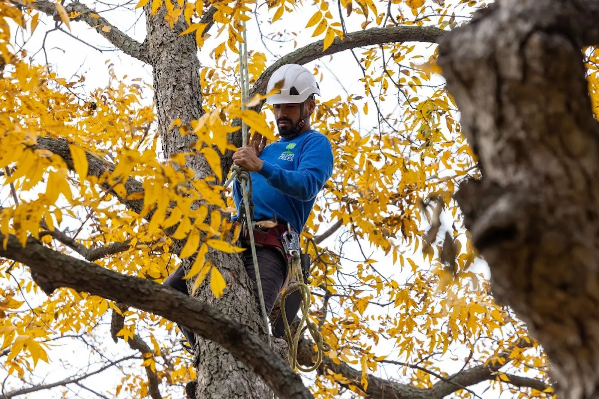 Skilled Dead Tree Removal crew working in Crapo